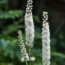 Cimicifuga Flower seeds for Planting Pollinator Friendly Heirloom & GMO Free Seeds for Home Garden