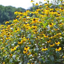 Rudbeckia Triloba Seeds for Planting Vibrant Flower Seeds for Your Garden Heirloom Non-GMO Seeds