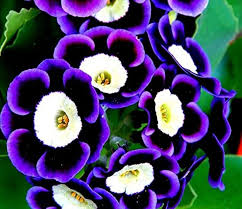 Blue Black Phantom Flower Seeds for Planting
