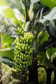 Banana Seeds for Planting  Grow Your Own Green Fruit