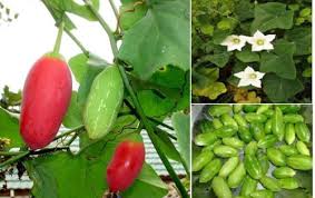Pink Ivy Gourd Vegetable Seeds for Easy Planting