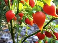Biquinho Seeds for Home Vegetable Planting