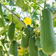 Green Luffa Sponge Vegetable Seeds for Planting