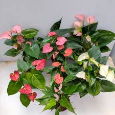Mixed Colour Anthurium for Planting Sun Loving Heirloom & GMO Free Seeds for Home Garden
 
 Sale