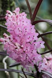 Baby Pink Ascocentrum Ampullaceum Seeds for Planting