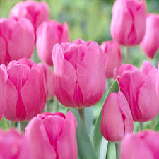 Pink Tulip Flower seeds for Planting - Bright Blooms, Heirloom & GMO Free Seeds for Home Garden