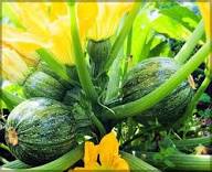 Squash Vegetable Seeds for Planting