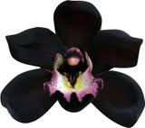 Cymbidium Faberi Black Seeds for Easy Planting