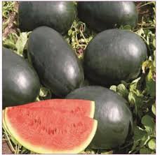 Black Watermelon Seeds for Planting - Grow Your Own Delicious Fruit