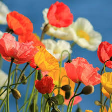 Poppy Seeds for Planting Papaver somniferum for wildflower gardens and meadows