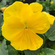 Yellow Pansy Flower Seeds for Planting Vibrant Colors Heirloom & GMO Free Seeds for Home Garden
 
 Sale
