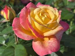 Light Pink & Yellow Rose Seeds for Planting – Heirloom NONGMO Flower Seeds – Easy to Grow Garden Roses 
 
 Sale