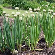 Green Fistulosum Vegetable Seeds for Easy Planting