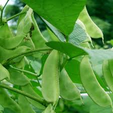 Hyacinth Bean Vegetable Seeds for Planting