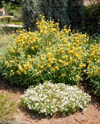 Jerusalem Sage Yellow Flower Seeds for Planting  Vibrant and Aromatic Blooms - Evergrowseeds