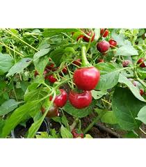 Rocoto Manzano Vegetable Seeds for Easy Planting