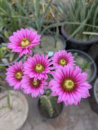 Wilcoxia Poselgeri Seed for Planting  Seed for Flourishing and Lush Greenery in Your Garden