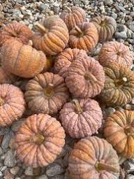 Futsu Squash Seeds: Perfect for Planting