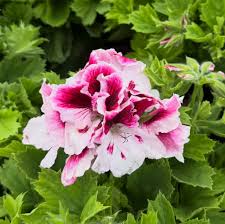 White Univalve Geranium Flower Seed for Plantings for Planting for Your Garden Seed for Planting for Gorgeous and Lush G
