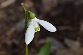 White Galanthus Nivalis Seeds for Planting - Beautiful Snowdrop Flower Seeds