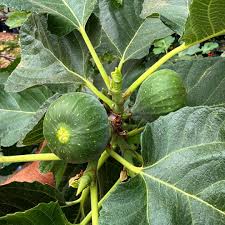 Mixed Vasilika Aspra Planting Seeds for Fruit Cultivation