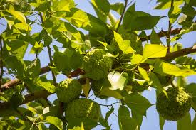 Light Green Maclura Pomifera Tree Planting Seeds for Your Garden