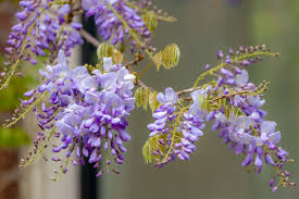 Mixed Wisteria Flower Seeds for Planting | Beautiful Cascading Blooms for Your Garden Heirloom Non-GMO Seeds