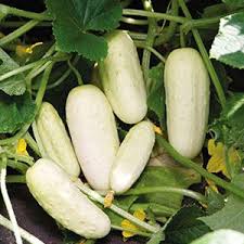 White Cucumber Vegetable Seeds for Planting