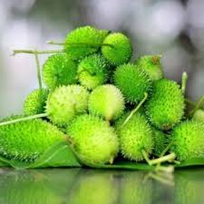 Green Wooly Bear Gourd Vegetable Planting Seeds