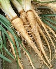 Cream Mammoth Sandwich Vegetable Seeds for Planting