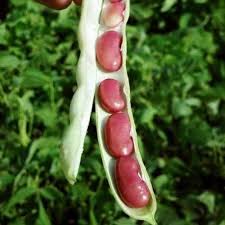Red Pole Kidney Bean Vegetable Seeds for Easy Planting