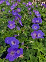 Burgundy Univalve Geranium Flower seeds for Planting Compact Growth Heirloom & GMO Free Seeds for Home Garden