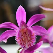 Tongariro Hardy Flower seeds for Planting - Perfect for Borders, Heirloom & GMO Free Seeds for Home Garden