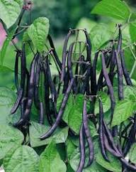Purple Stallard Bean Vegetable Seeds for Planting