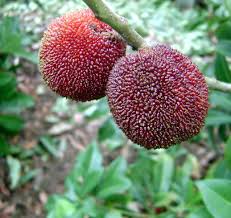 Yangmei Fruit Seeds for Planting  Premium Quality Seeds for Cultivating Exotic, Sweet, and Juicy Yangmei Fruits in Your Home Garden