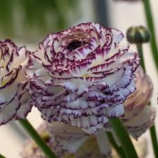White Purple Ranunculus Flower seeds for Planting - Cut Flower Favorite, Heirloom & GMO Free Seeds for Home Garden