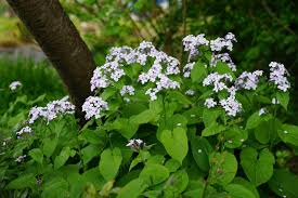 White Lunaria Flower seeds for Planting - Drought Tolerant, Heirloom & GMO Free Seeds for Home Garden