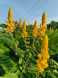 Yellow Candlestick Flower Seeds Planting