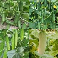 Cucumber Gherkin Seeds for Easy Planting