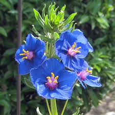 Blue Pimpernel Flower Seeds for Planting  Easy to Grow Annual Blooms