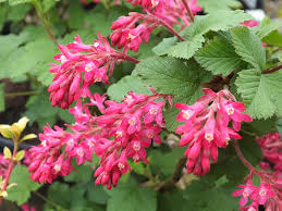 Pink Ribes Sanguineum Flower seeds for Planting - Perfect for Borders, Heirloom & GMO Free Seeds for Home Garden