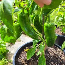 Green Padron Vegetable Seeds for Planting