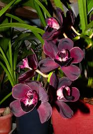 Samen Orchidee Flower Seeds for Planting