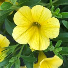 Yellow Calibrachoa Kabloom Flower Seed for Plantings for Planting Planting Heirloom Non-GMO Seeds