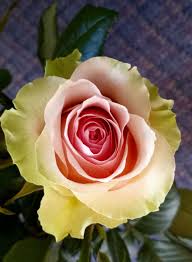 Pink Green Rose Flower Seeds for Planting Hardy Variety Heirloom & GMO Free Seeds for Home Garden
 
 Sale