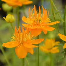 Trollius Flower Seeds  Ideal for Planting