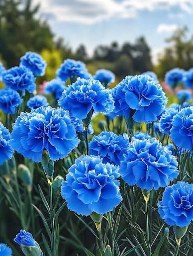 Dark Blue Carnation Flower seeds for Planting Fragrant Blossoms Heirloom & GMO Free Seeds for Home Garden