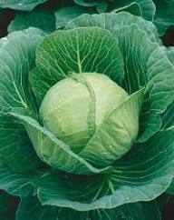 Golden Acre Cabbage Seeds for Planting - High Yield Variety