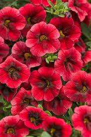 Superbells Petunia Seeds for Planting , Mixed Flower Variety