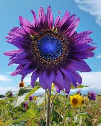 Purple Mini Sunflower Seeds for Planting  Grow Your Garden